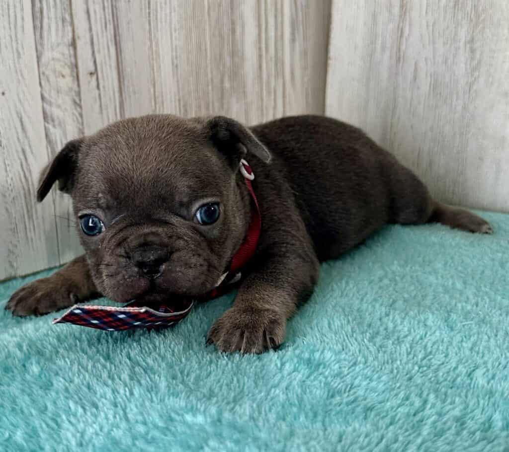 Ian | Blue French Bulldog Male | Available May 20th, 2026
