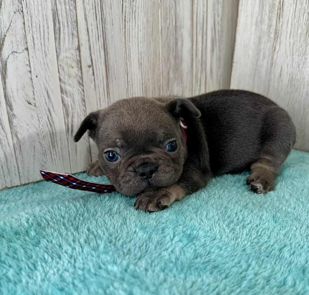 Ian | Blue French Bulldog Male | Available May 20th, 2026