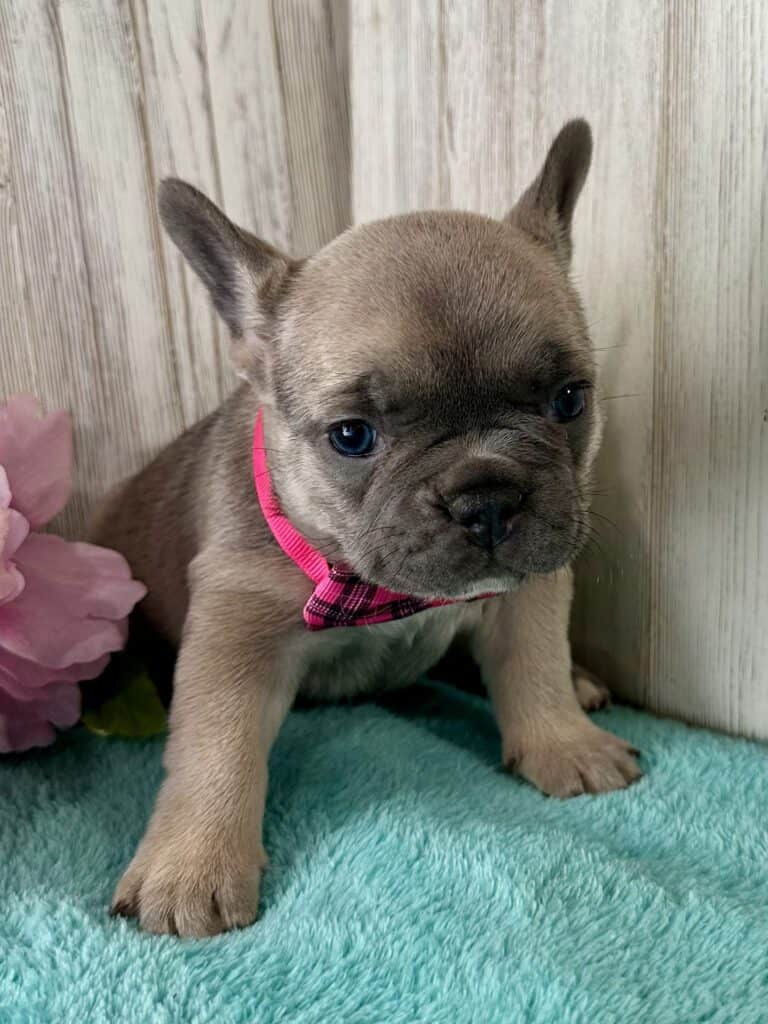 Ivy | Blue Fawn French Bulldog Female | Available May 20th, 2026