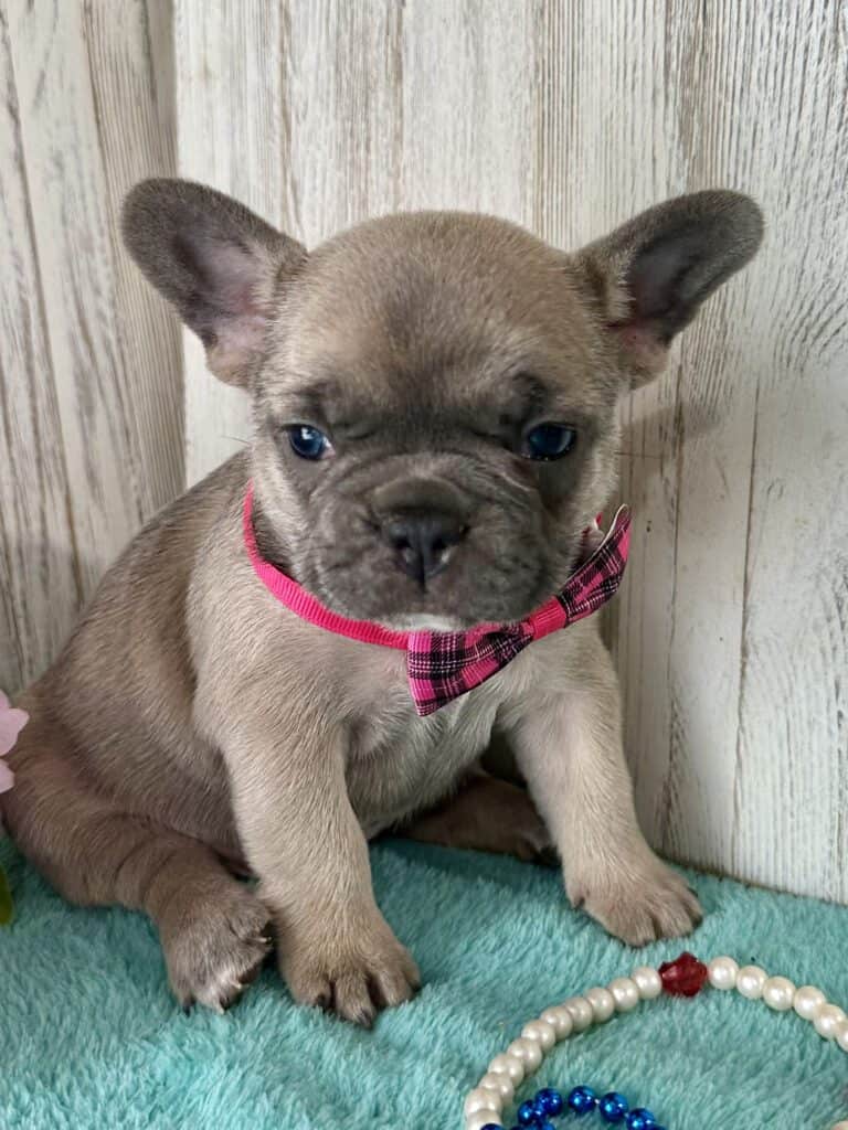 Ivy | Blue Fawn French Bulldog Female | Available May 20th, 2026