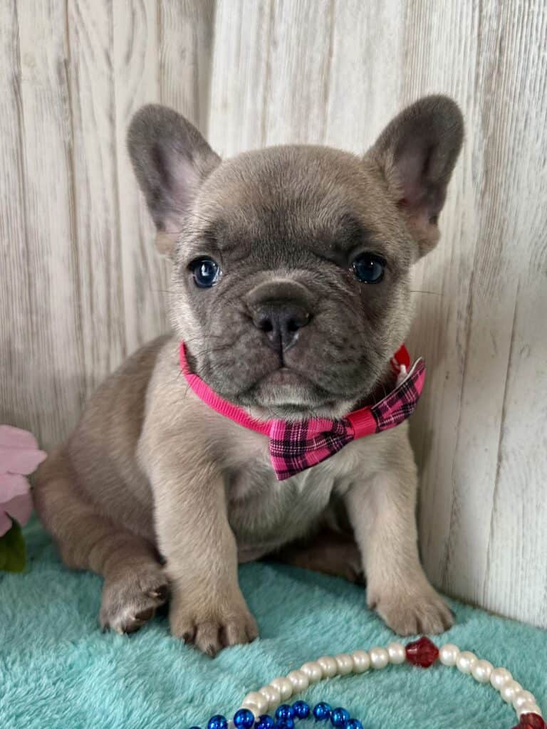 Ivy | Blue Fawn French Bulldog Female | Available May 20th, 2026
