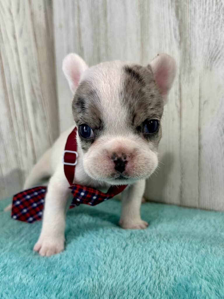 Jaden | Blue Merle Pied French Bulldog Male | Available May 20th, 2026
