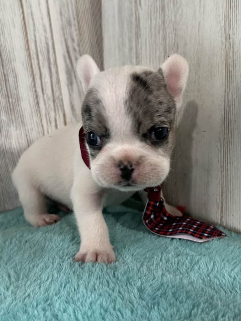 Jaden | Blue Merle Pied French Bulldog Male | Available May 20th, 2026