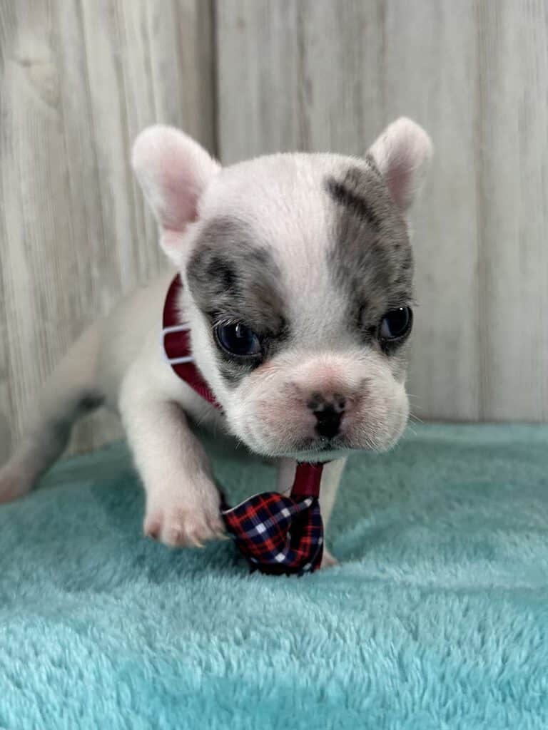 Jaden | Blue Merle Pied French Bulldog Male | Available May 20th, 2026