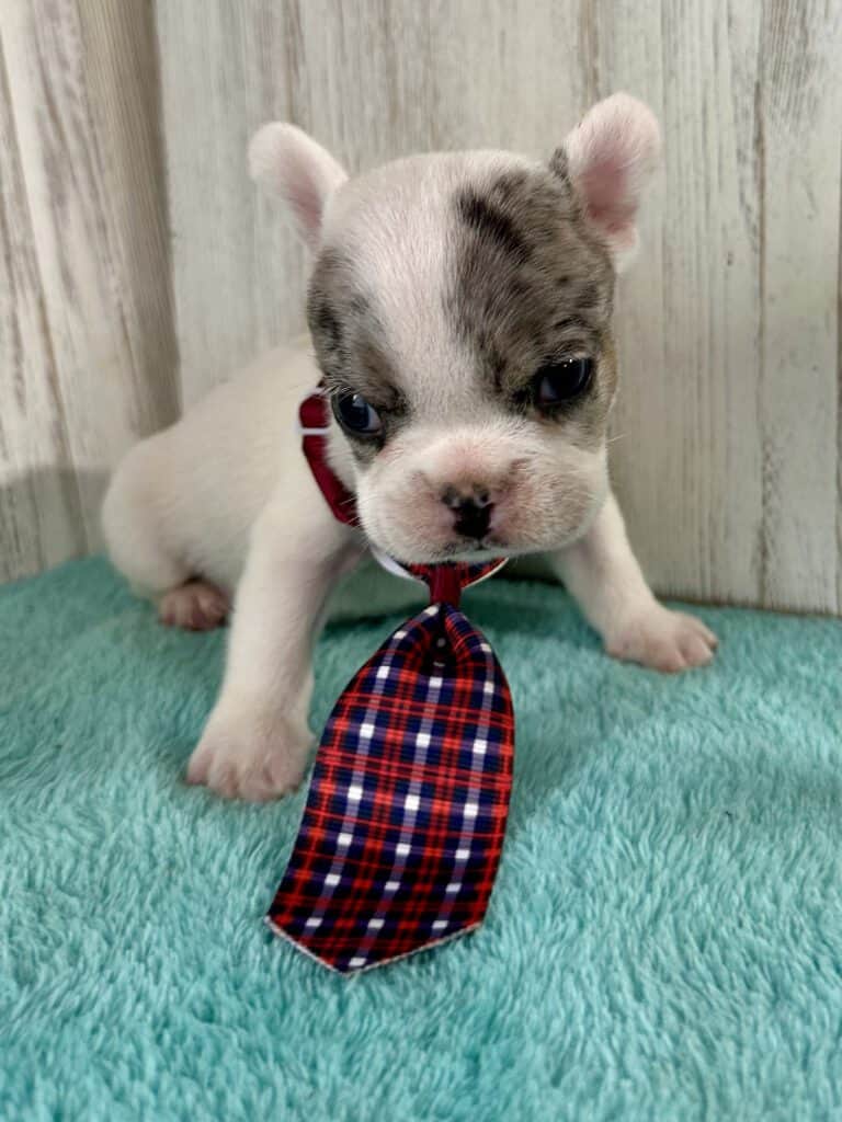 Jaden | Blue Merle Pied French Bulldog Male | Available May 20th, 2026