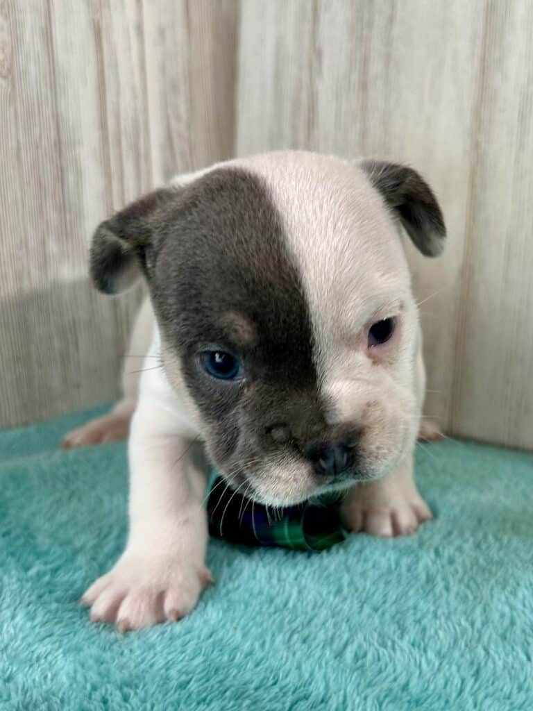Jackson | Blue Pied French Bulldog Male | Available May 20th, 2026