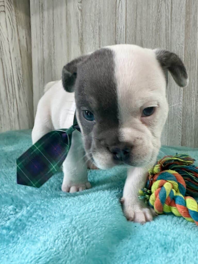 Jackson | Blue Pied French Bulldog Male | Available May 20th, 2026