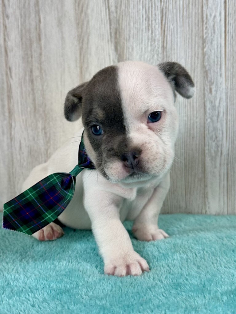 Jackson | Blue Pied French Bulldog Male | Available May 20th, 2026
