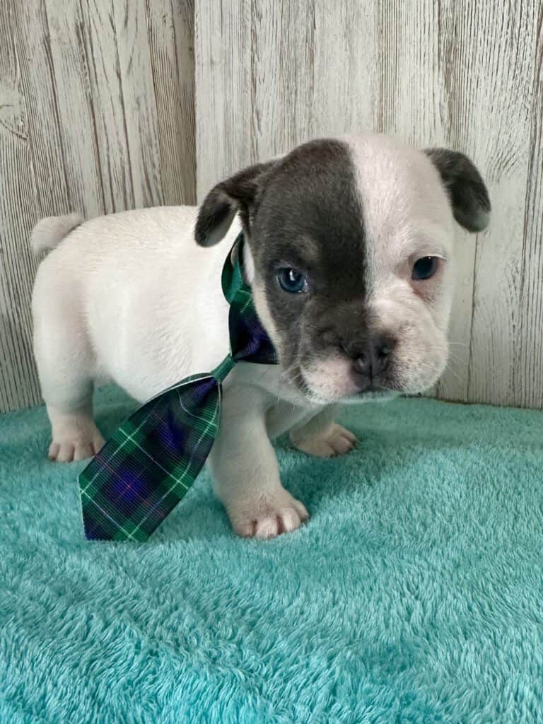 Jackson | Blue Pied French Bulldog Male | Available May 20th, 2026