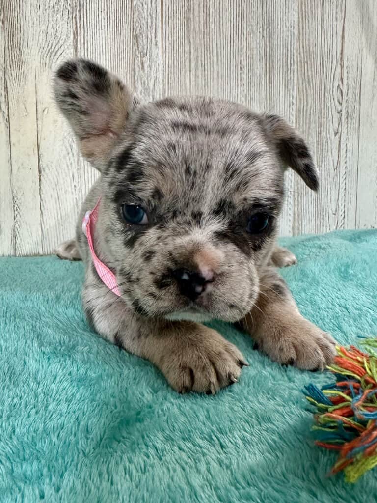 Jellybean | Blue Merle French Bulldog Female | Available May 20th, 2026