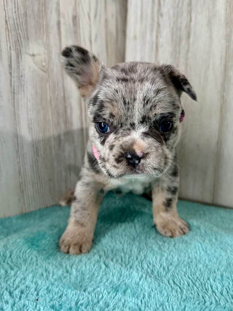 Jellybean | Blue Merle French Bulldog Female | Available May 20th, 2026
