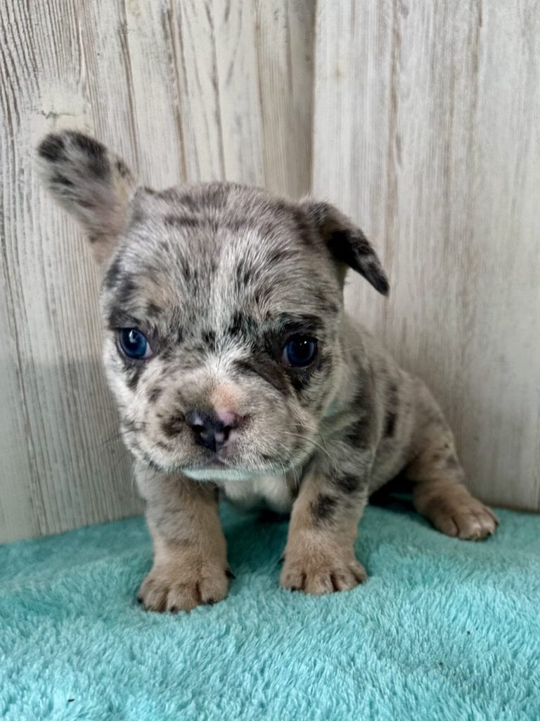 Jellybean | Blue Merle French Bulldog Female | Available May 20th, 2026