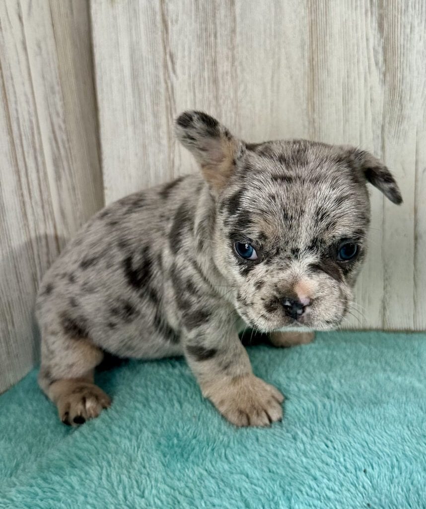 Jellybean | Blue Merle French Bulldog Female | Available May 20th, 2026