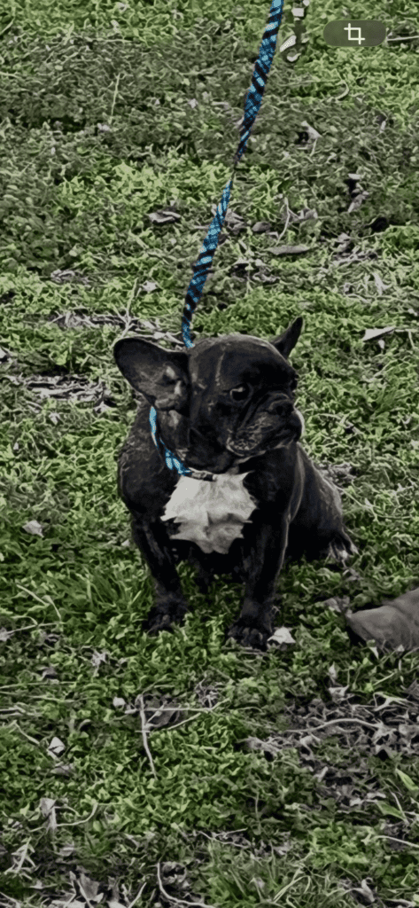 Hallow Frenchie's parents