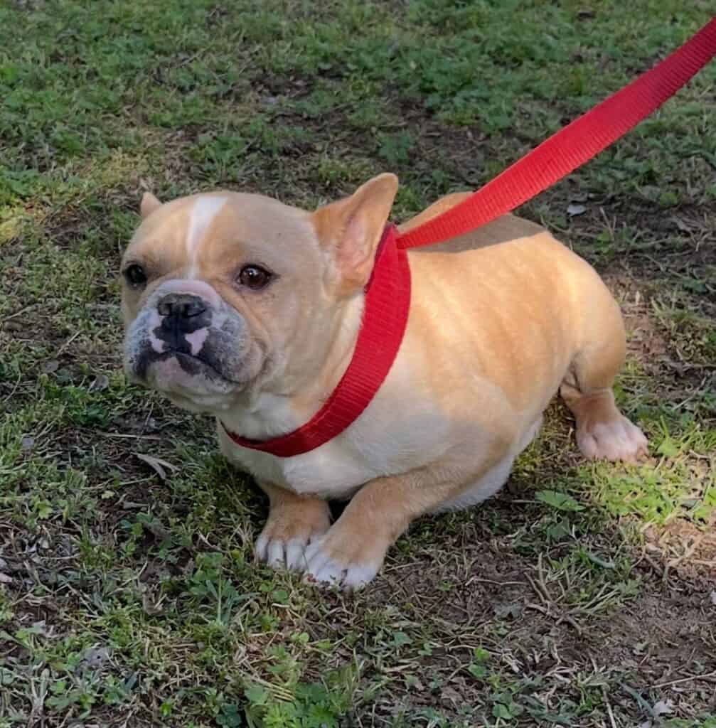 Zoey Frenchies parents