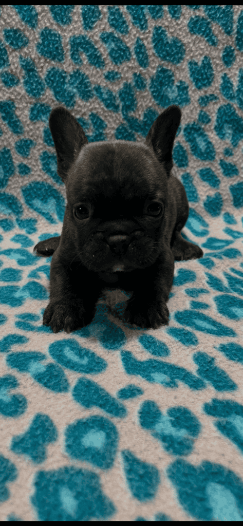 Nash | Brindle French Bulldog Male | Available May 24th, 2026