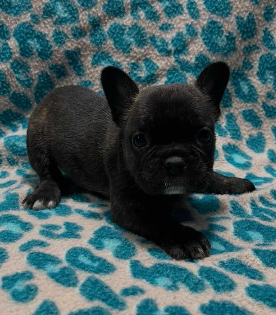 Nathan | Brindle French Bulldog Male | Available May 24th, 2026