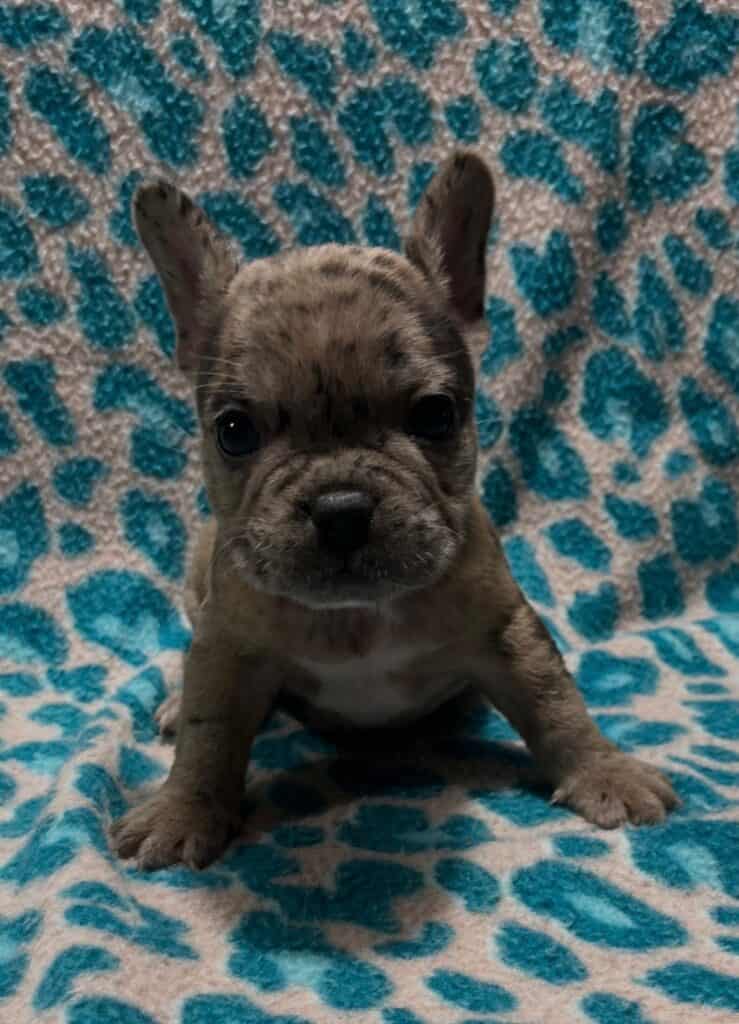 Nemo | Blue Fawn Merle French Bulldog Male | Available May 24th, 2026