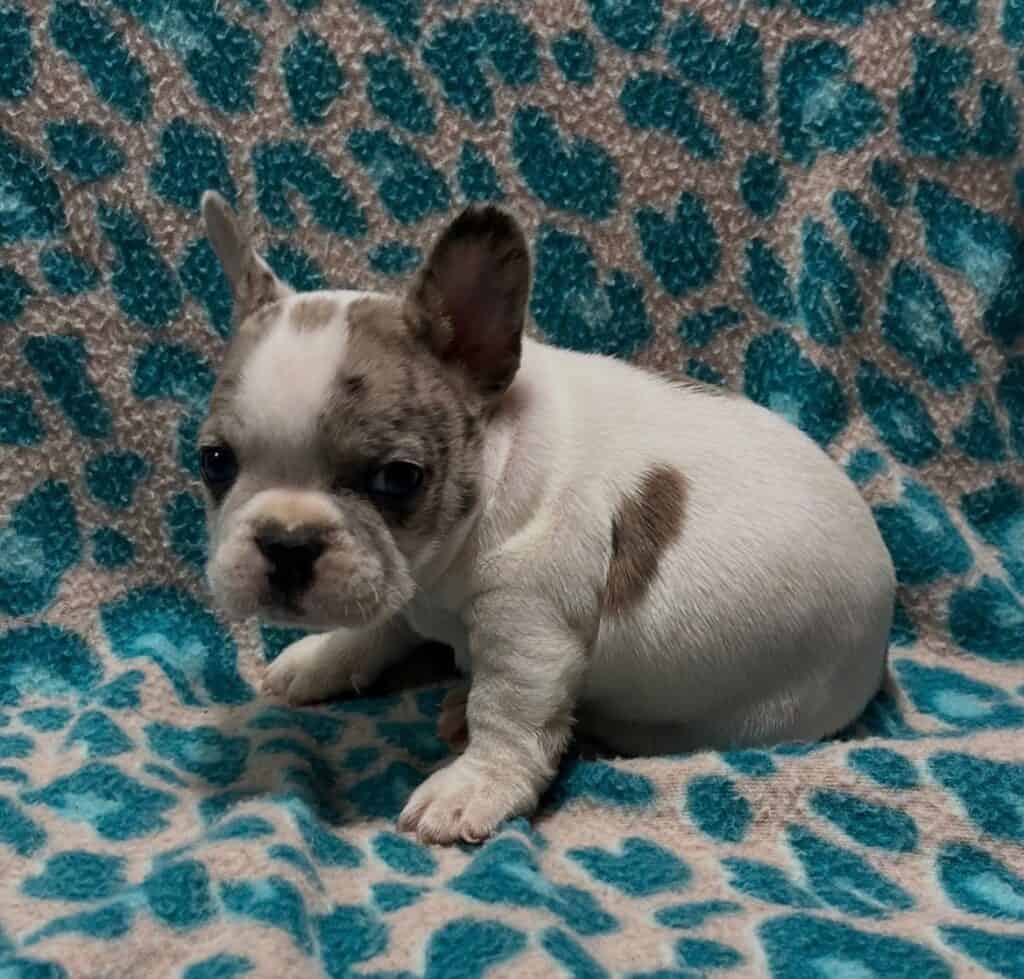 Nicky | Merle Pied French Bulldog Male | Available May 24th, 2026
