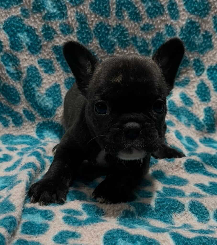 Nicole | Brindle French Bulldog Female | Available May 24th, 2026
