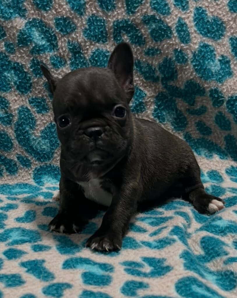 Nikita | Brindle French Bulldog Female | Available May 24th, 2026