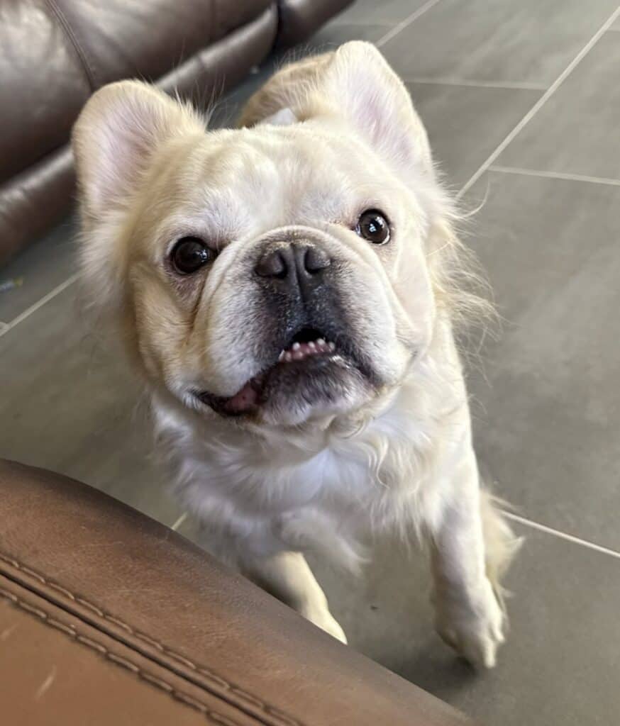 Rowdy Frenchie's parents