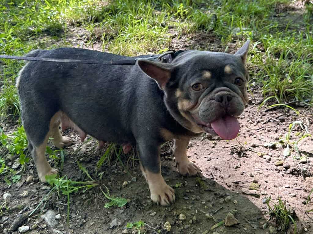 Riley Frenchie's parents