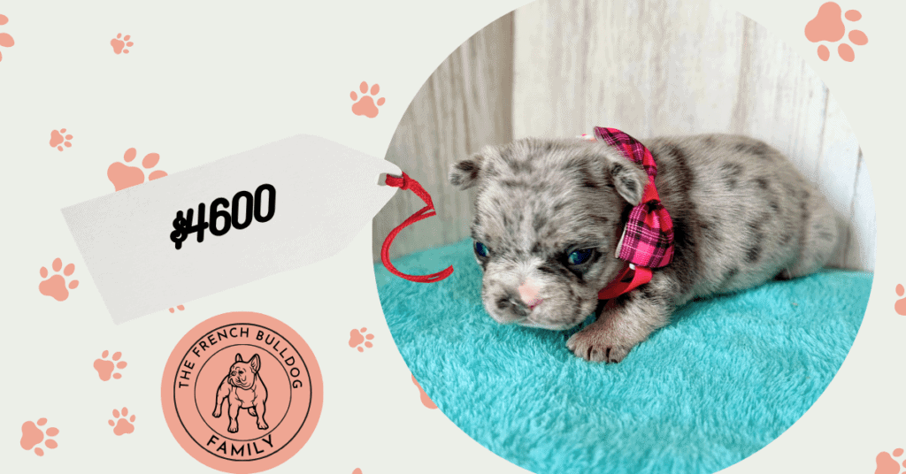Jellybean | Blue Merle French Bulldog Female | Available May, 2026