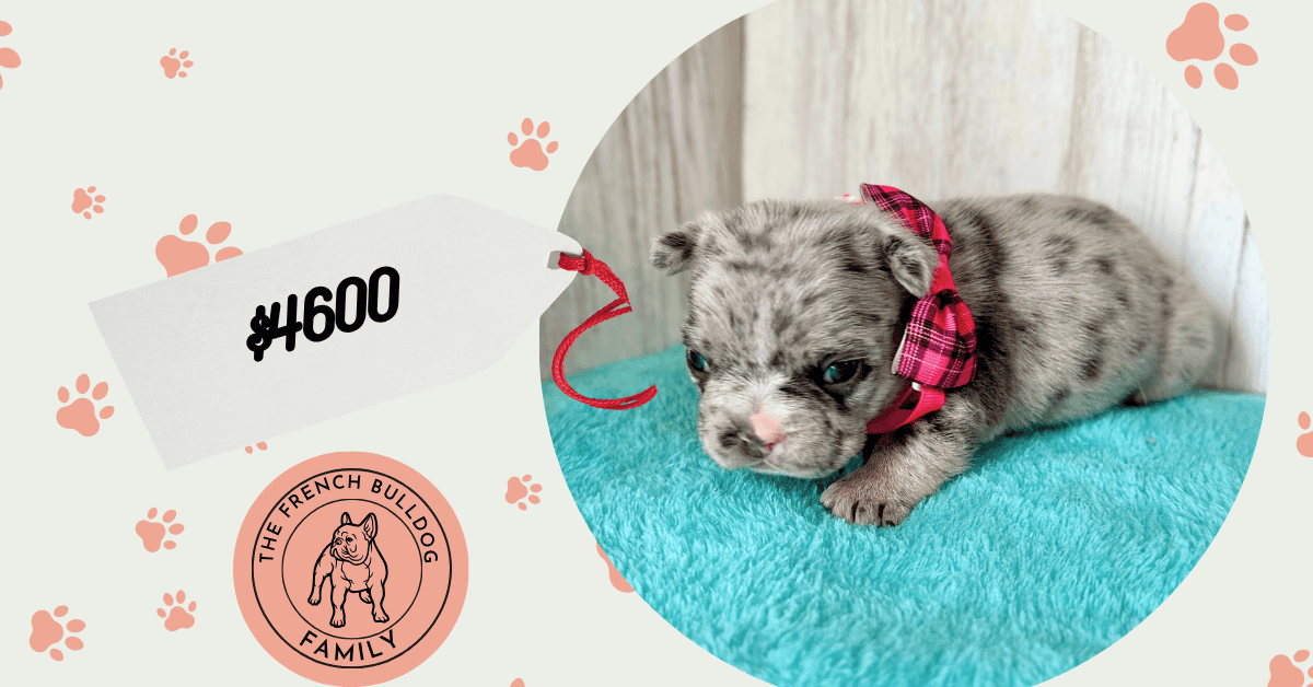 Jellybean | Blue Merle French Bulldog Female | Available May, 2026