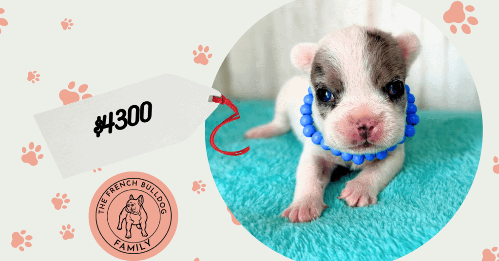 Jaden | Blue Merle Pied French Bulldog Male | Available May, 2026