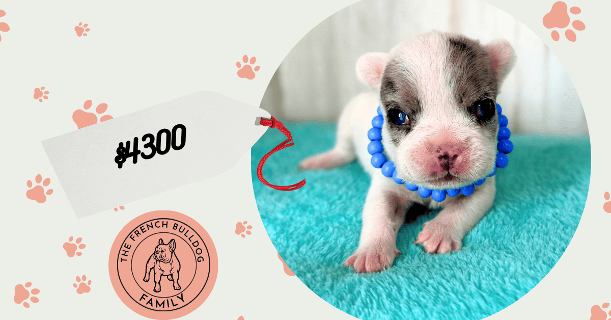 Jaden | Blue Merle Pied French Bulldog Male | Available May, 2026