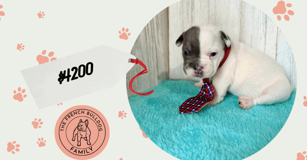 Jackson | Blue Pied French Bulldog Male | Available May, 2026