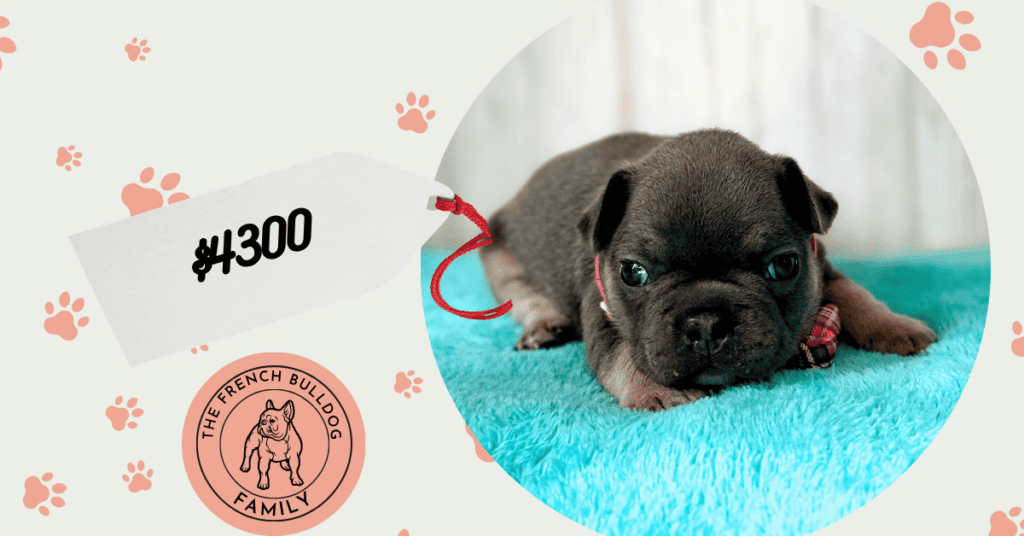 Issac | Blue & Tan French Bulldog Male | Available May, 2026