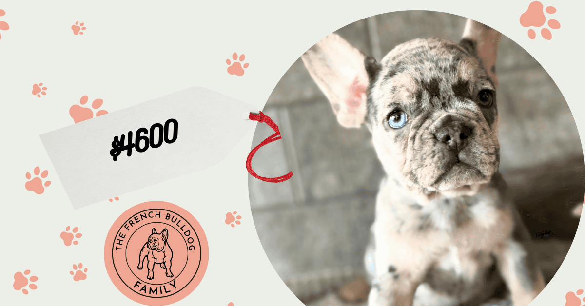 Oakley | Blue Merle French Bulldog Female | Available July 11th, 2026