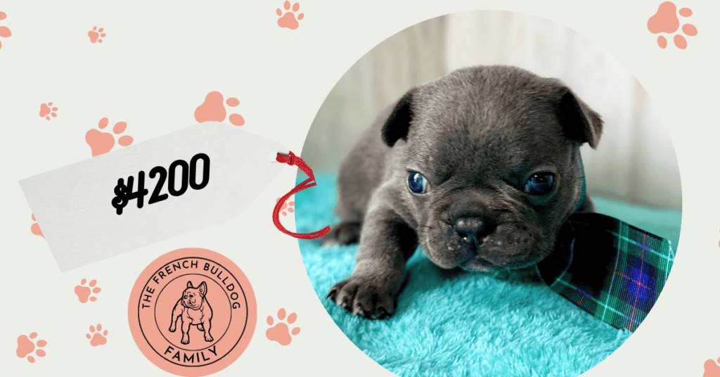 Ian | Blue French Bulldog Male | Available May, 2026