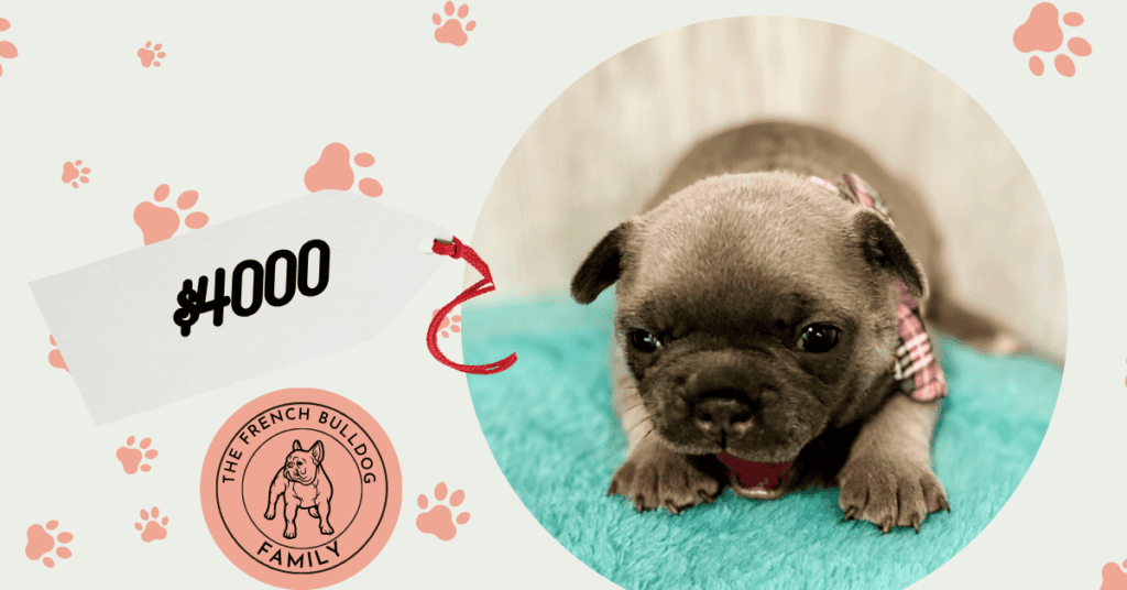 Ivy | Blue Fawn French Bulldog Female | Available May, 2026