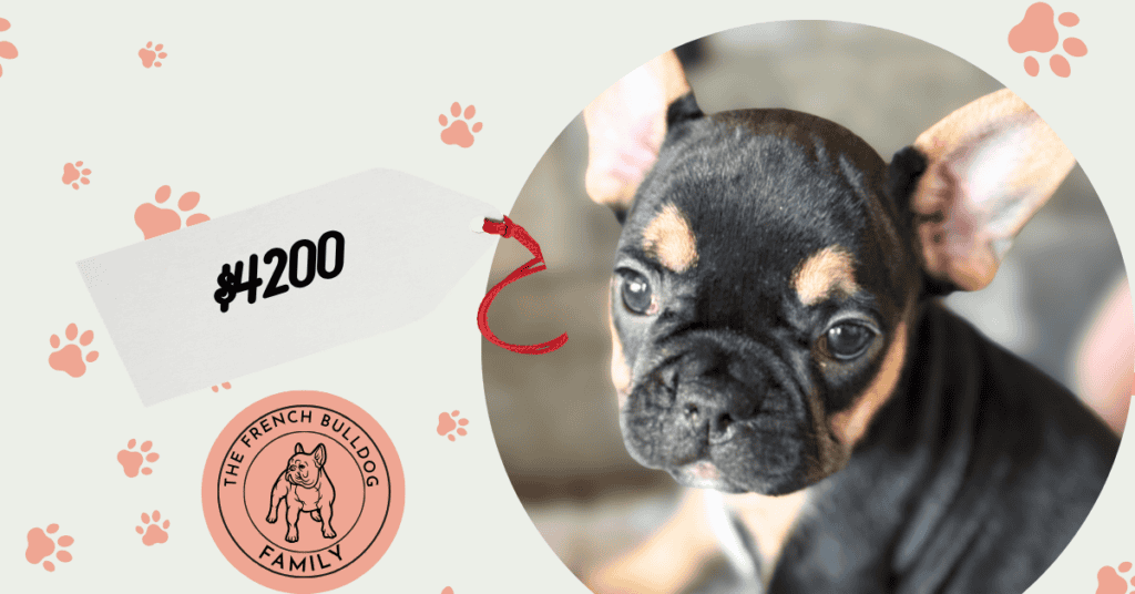 Olive | Black & Tan French Bulldog Female | Available July 11th, 2026