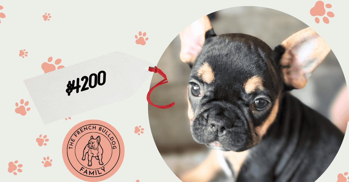 Olive | Black & Tan French Bulldog Female | Available July 11th, 2026