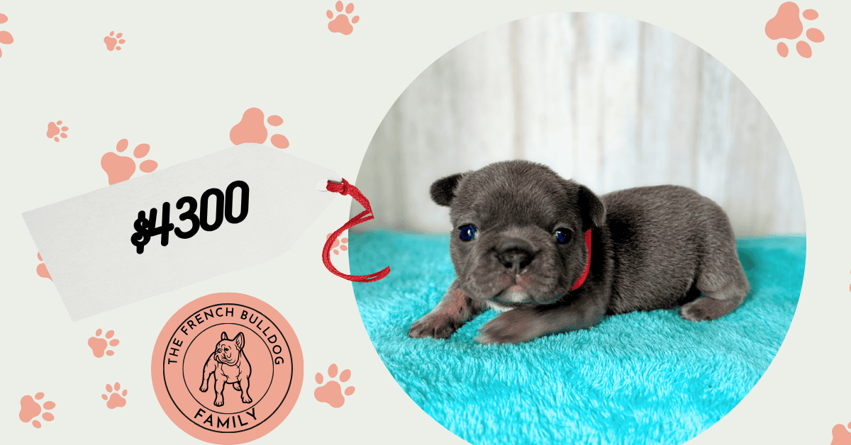 Ira | Blue French Bulldog Female | Available May, 2026