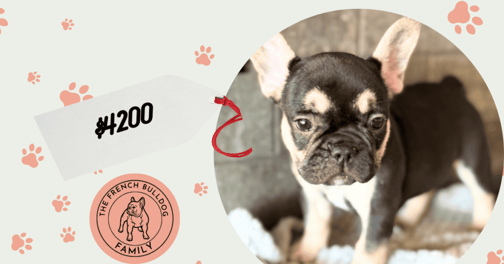 Opera | Black & Tan French Bulldog Female | Available July 11th, 2026