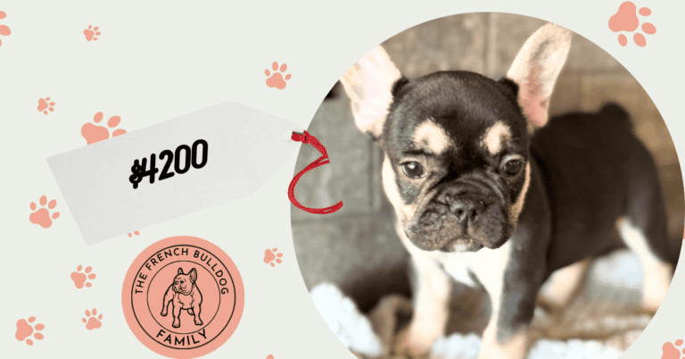 Opera | Black & Tan French Bulldog Female | Available July 11th, 2026