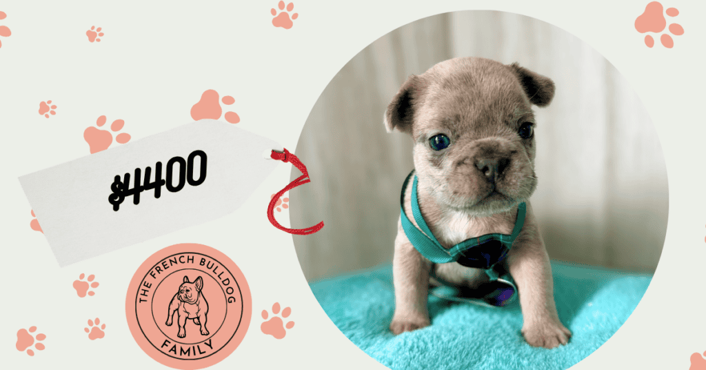 Kevin | Blue Fawn Merle French Bulldog Male | Available May, 2026