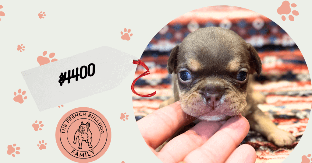 Rocky | Chocolate & Tan French Bulldog Male | Available Aug 7th, 2026