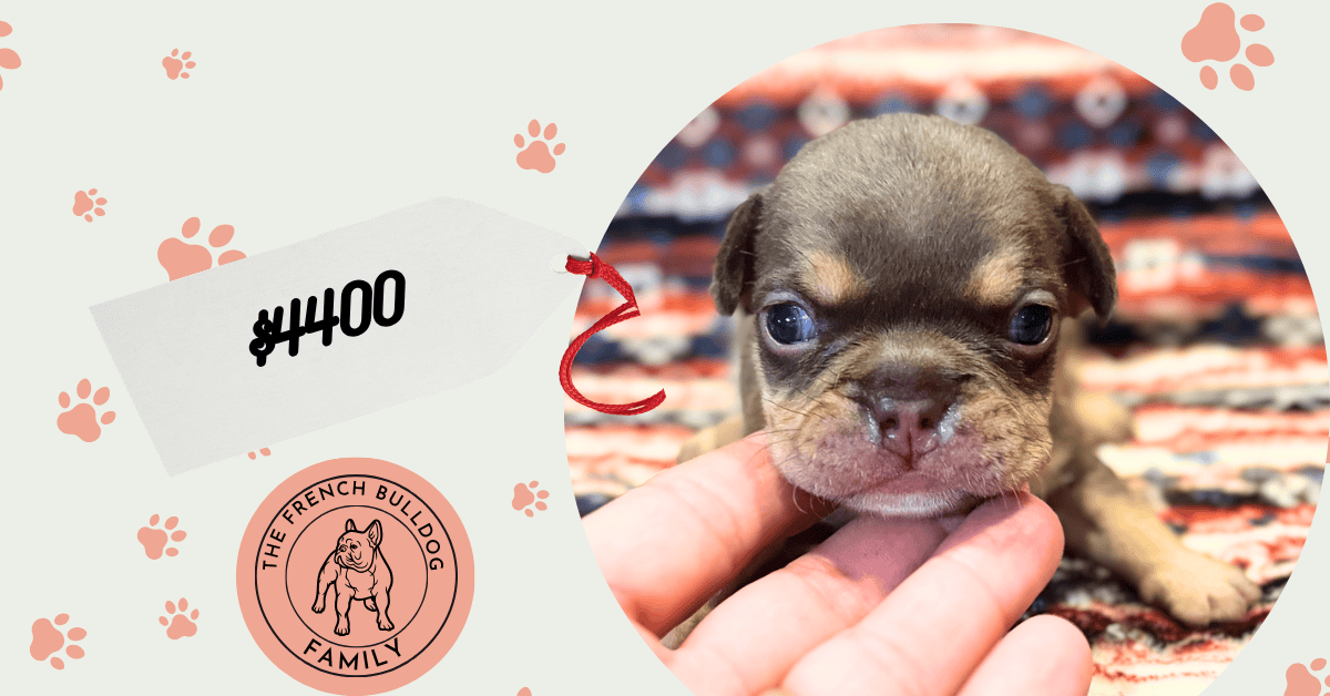 Rocky | Chocolate & Tan French Bulldog Male | Available Aug 7th, 2026