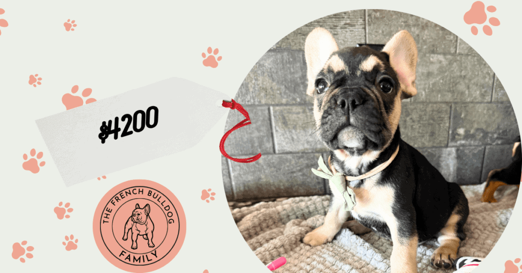 Oreo | Black & Tan French Bulldog Male | Available July 11th, 2026