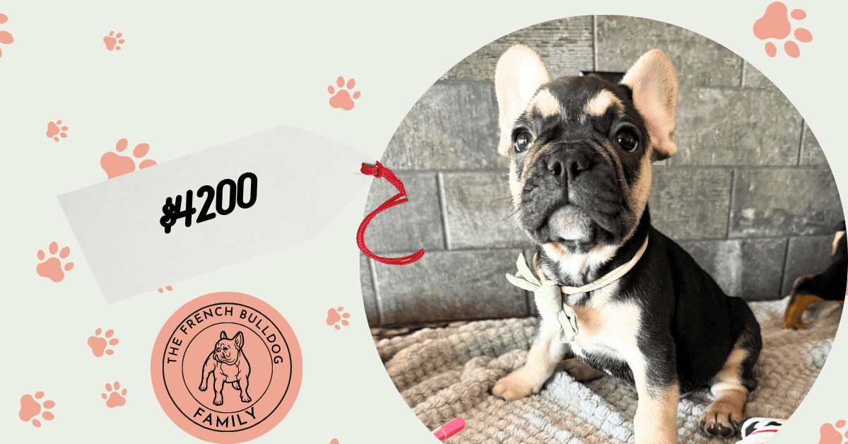 Oreo | Black & Tan French Bulldog Male | Available July 11th, 2026