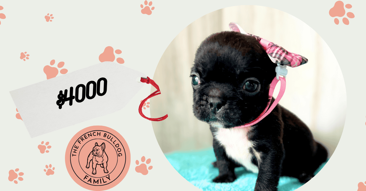 Kiara | Brindle French Bulldog Female | Available May, 2026