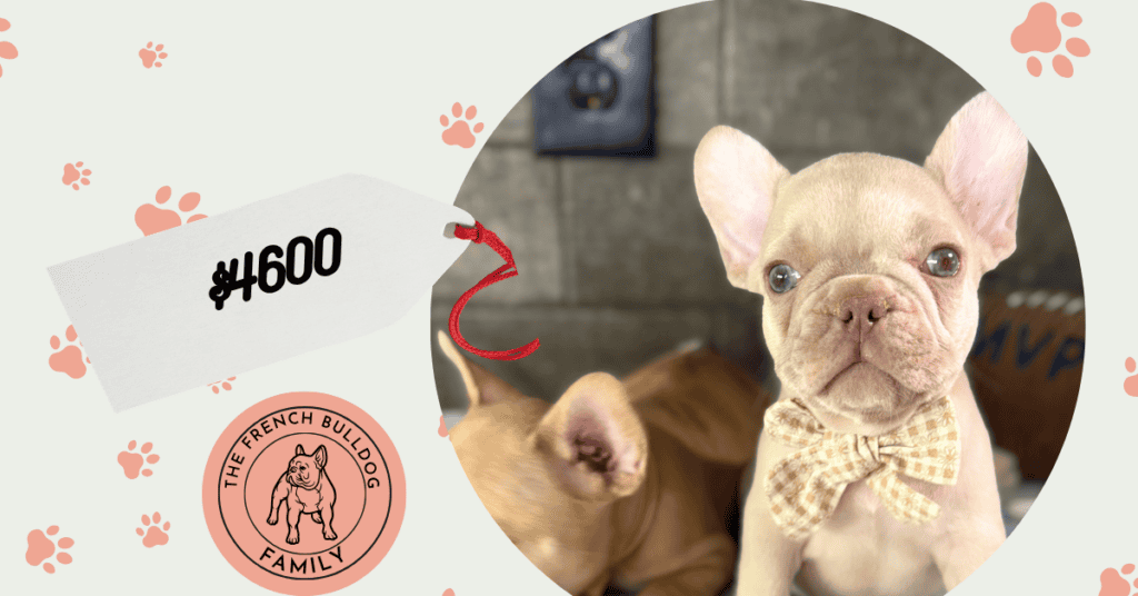 Xeno | Blue Fawn Merle French Bulldog Male | Available Sep 5th, 2026