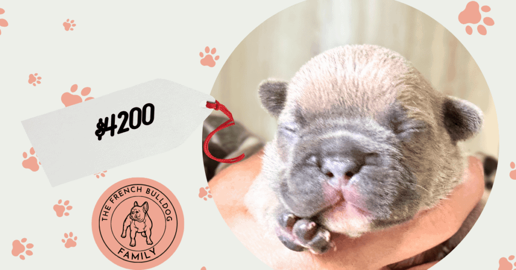 Freya | Blue Fawn French Bulldog Female | Available Nov 8th, 2026