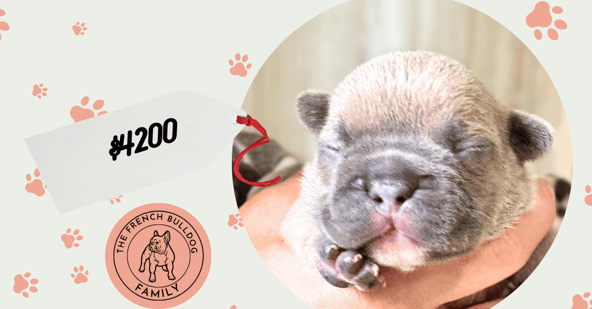 Freya | Blue Fawn French Bulldog Female | Available Nov 8th, 2026